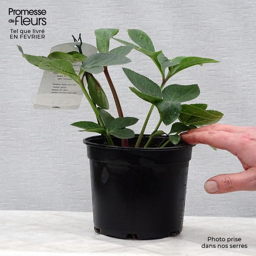 Helleborus Apricot - Elleboro Vaso da 2L/3L esemplare consegnato in inverno