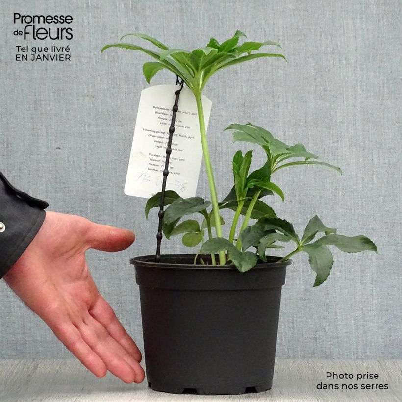 Helleborus Anemone White Spotted - Elleboro Vaso da 2L/3L esemplare consegnato in inverno