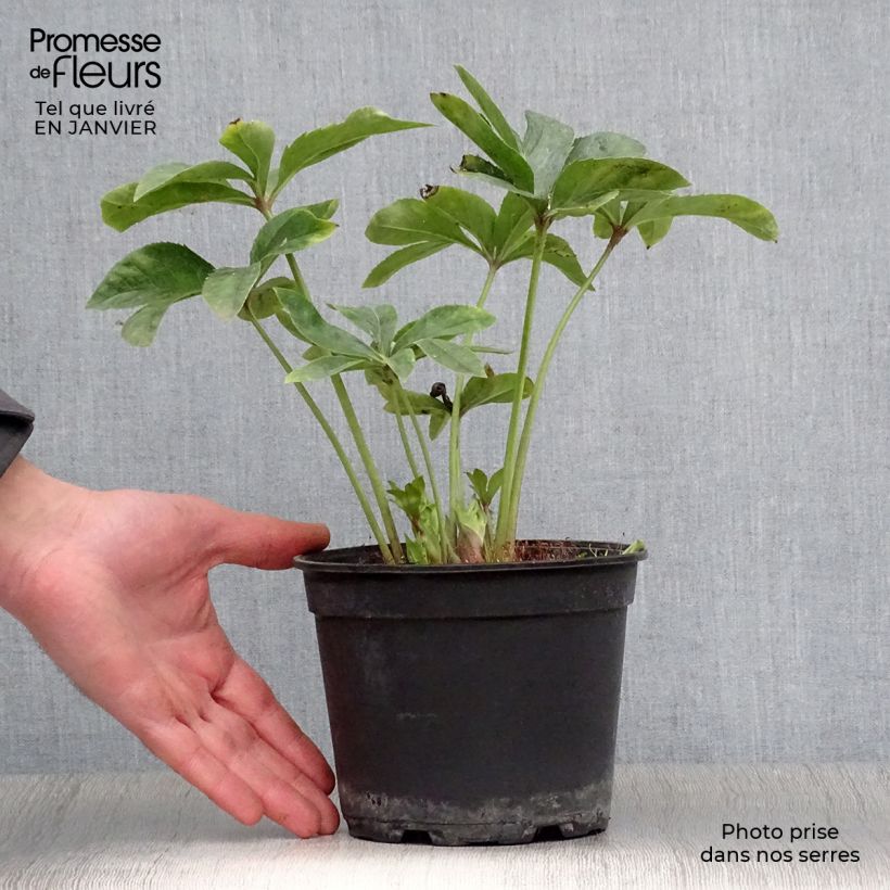 Helleborus Anemone Yellow - Elleboro Vaso da 2L/3L esemplare consegnato in inverno