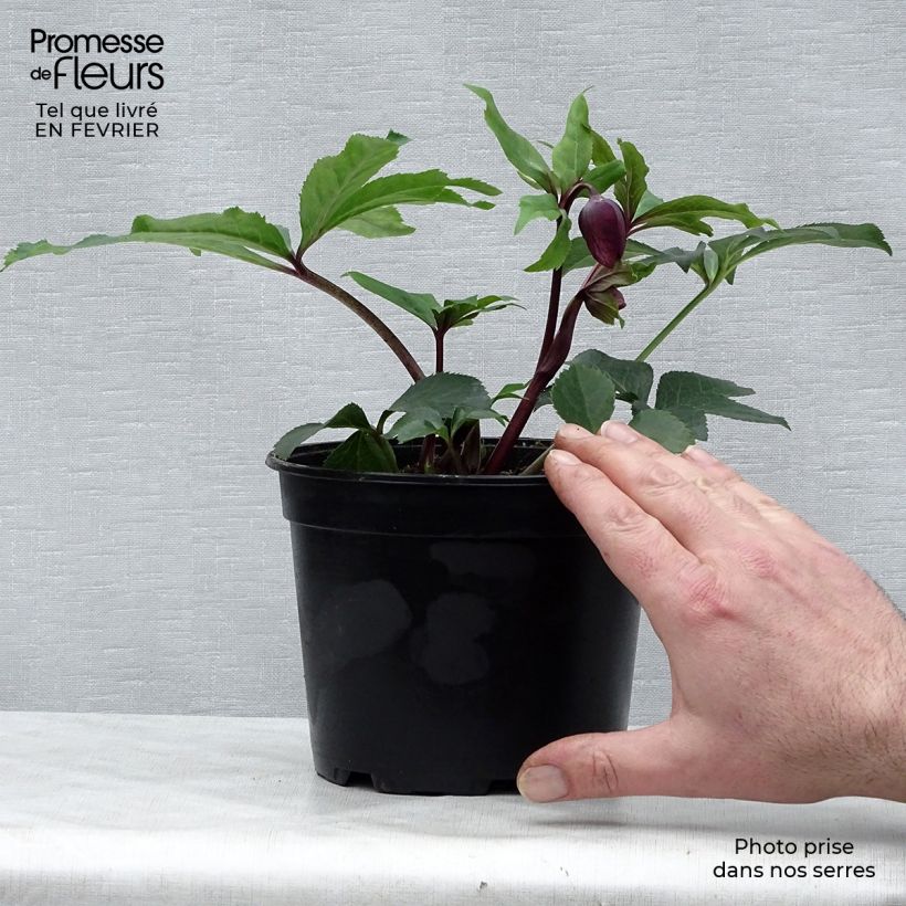 Helleborus Anemone Black - Elleboro Vaso da 2L/3L esemplare consegnato in inverno