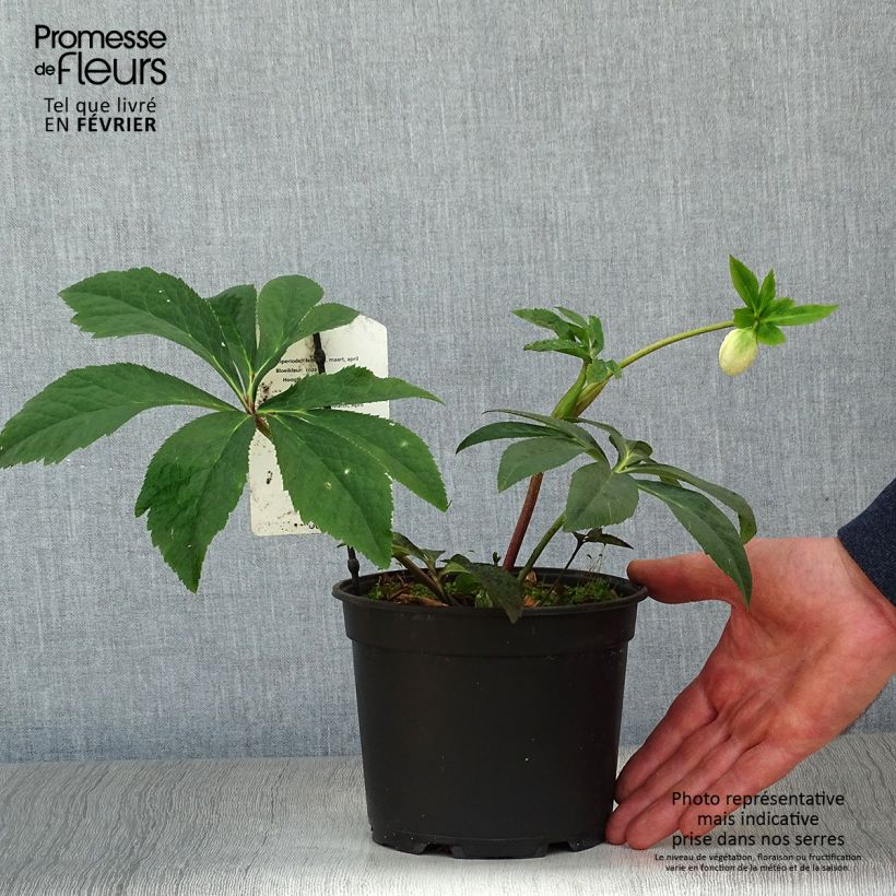 Helleborus Anemone Pink - Elleboro Vaso da 2L/3L esemplare consegnato in inverno