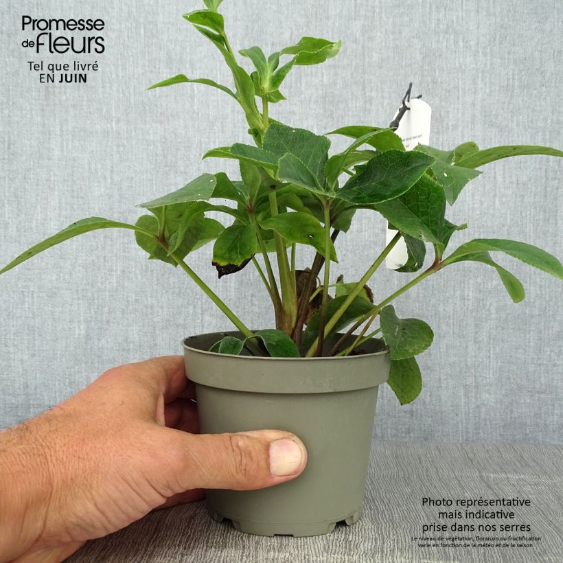 Esemplare di Helleborus Anemone Red - Elleboro Vaso da Ø 12 cm / 13 cm consegnato in estate