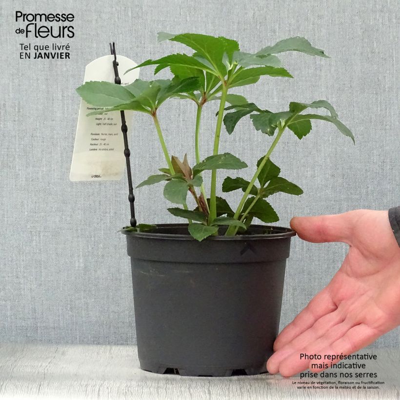 Helleborus Anemone Red - Elleboro Vaso da 2L/3L esemplare consegnato in inverno