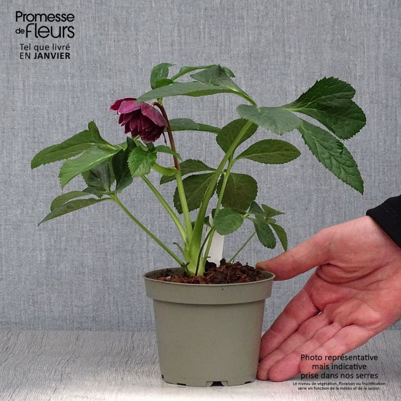 Helleborus Aubergine W/E - Elleboro Vaso da Ø 12 cm / 13 cm esemplare consegnato in inverno