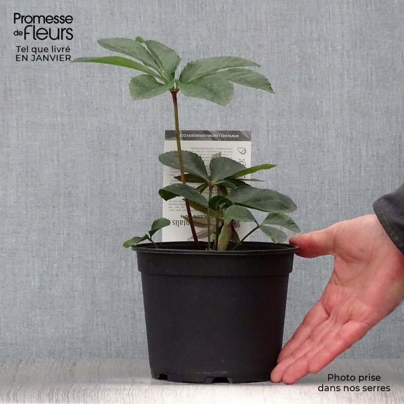 Helleborus Aubergine W/E - Elleboro Vaso da 2L/3L esemplare consegnato in inverno