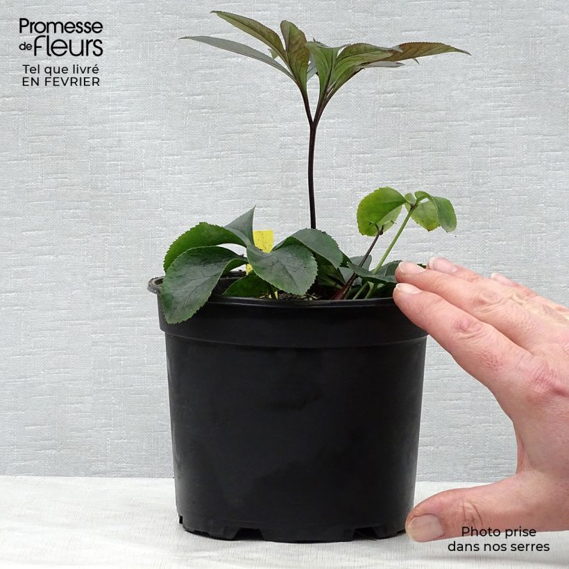 Helleborus Black Chocolate - Elleboro Vaso da 2L/3L esemplare consegnato in inverno