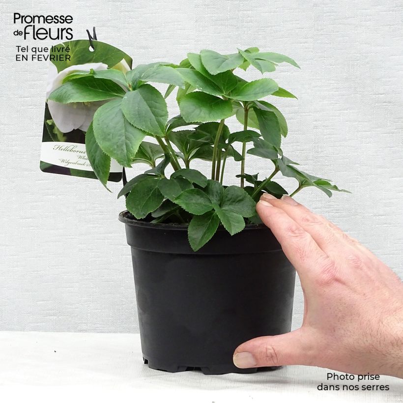 Helleborus White - Elleboro Vaso da 2L/3L esemplare consegnato in inverno