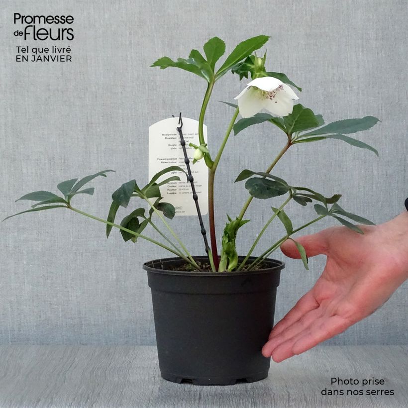 Helleborus White Red Center - Elleboro Vaso da 2L/3L esemplare consegnato in inverno