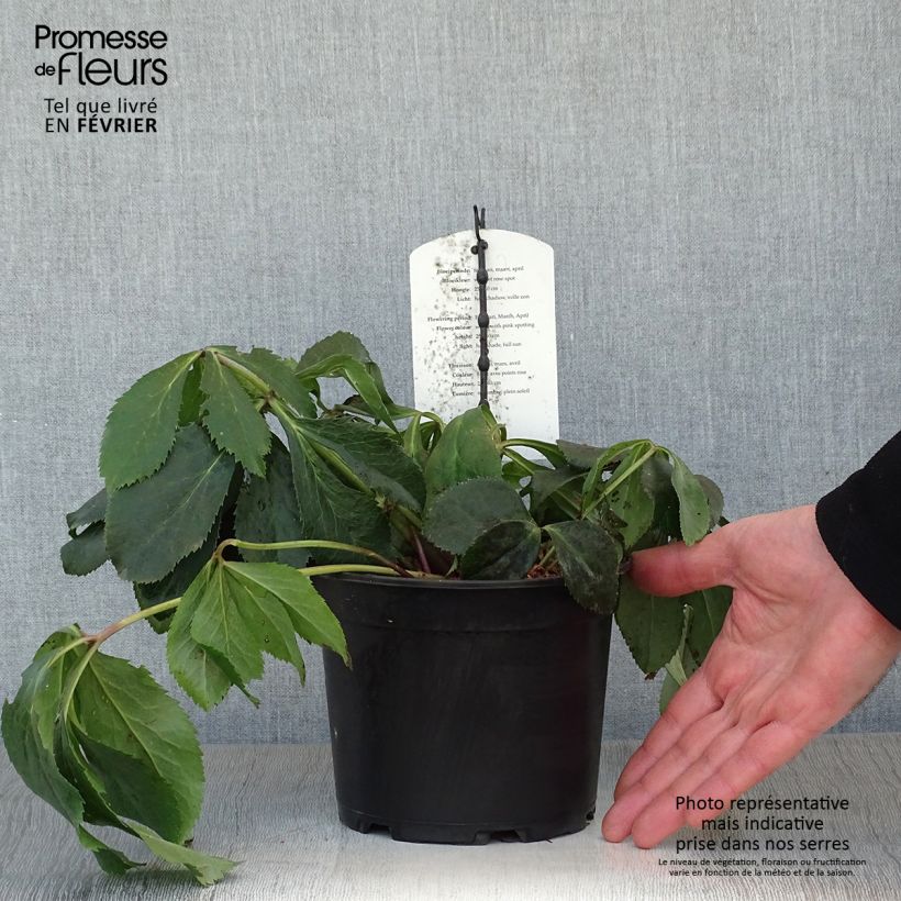 Helleborus White guttatus - Elleboro Vaso da 2L/3L esemplare consegnato in inverno