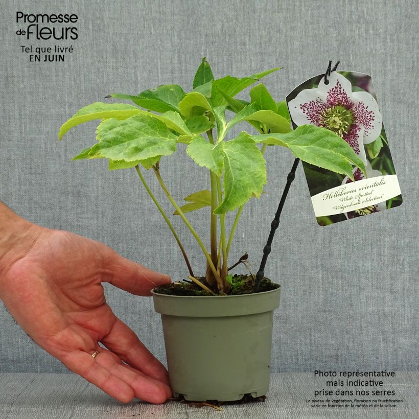 Esemplare di Helleborus White guttatus - Elleboro Vaso da Ø 12 cm / 13 cm consegnato in estate