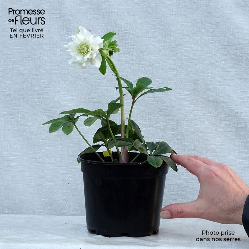 Helleborus Double White - Elleboro Vaso da 2L/3L esemplare consegnato in inverno