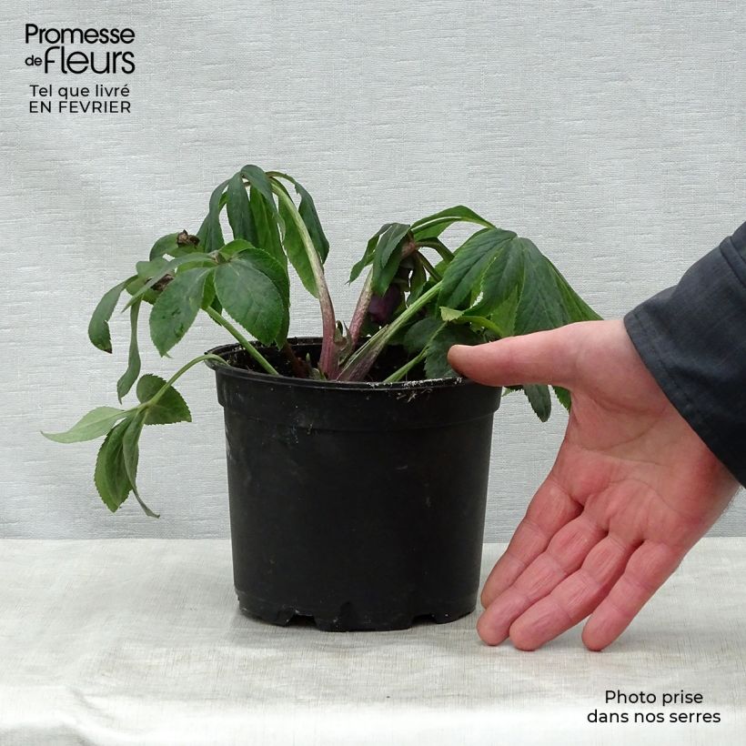 Helleborus Double White Spotted - Elleboro Vaso da 2L/3L esemplare consegnato in inverno
