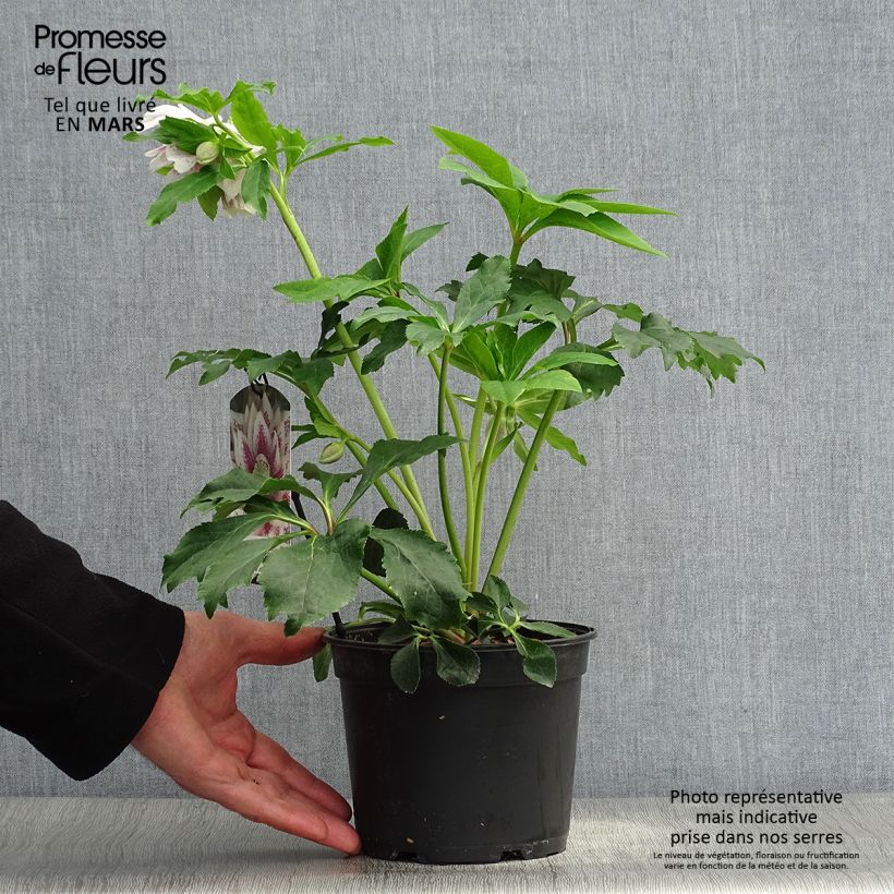 Helleborus Double White Spotted - Elleboro Vaso da 2L/3L esemplare consegnato in primavera