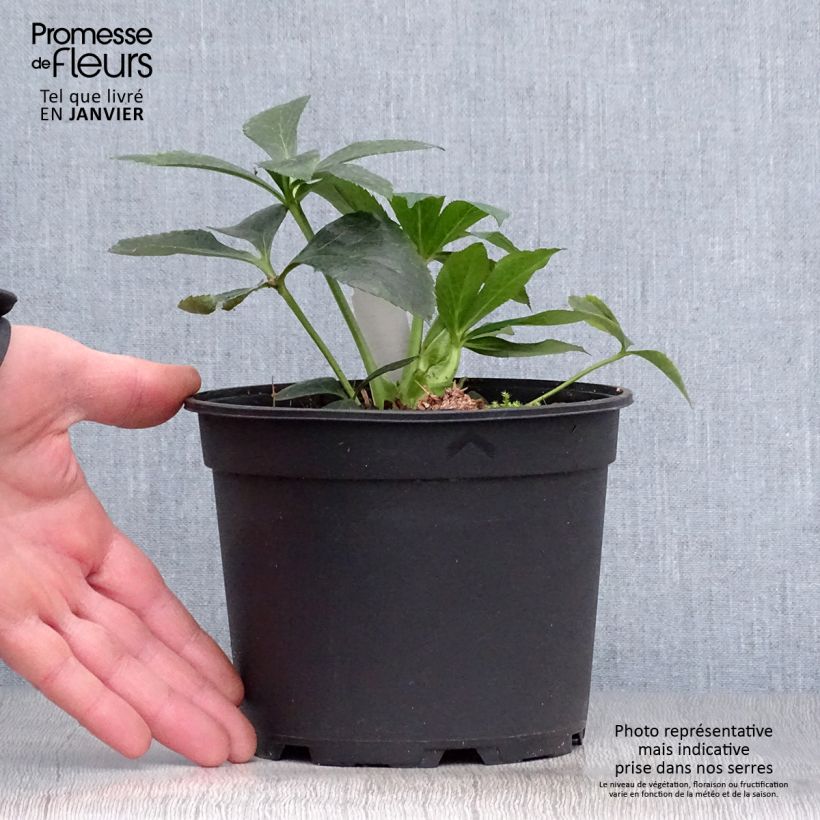 Helleborus Double White Red/Purple Edge - Elleboro Vaso da 2L/3L esemplare consegnato in inverno