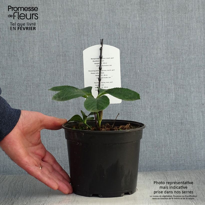 Helleborus Double Black - Elleboro Vaso da 2L/3L esemplare consegnato in inverno
