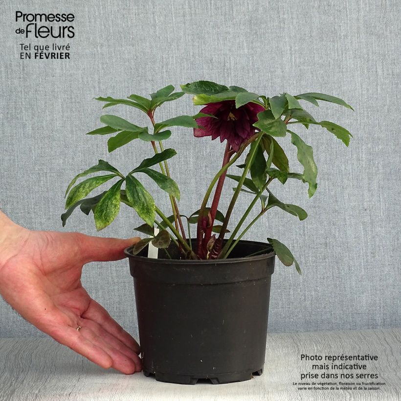 Helleborus Double Picotee - Elleboro Vaso da 2L/3L esemplare consegnato in inverno