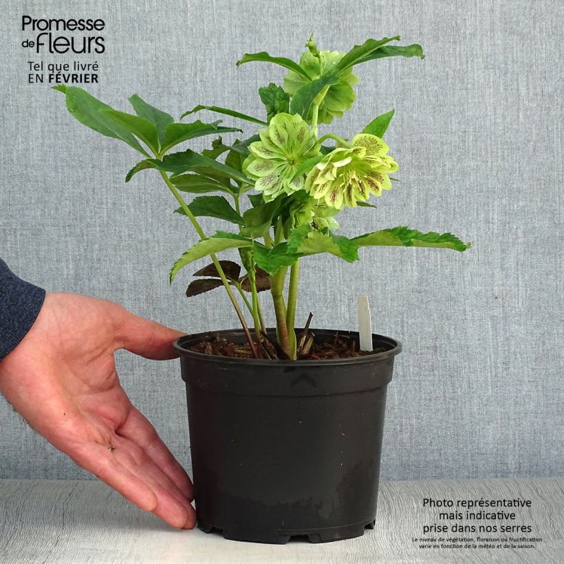 Helleborus Double Green Spotted - Elleboro Vaso da 2L/3L esemplare consegnato in inverno