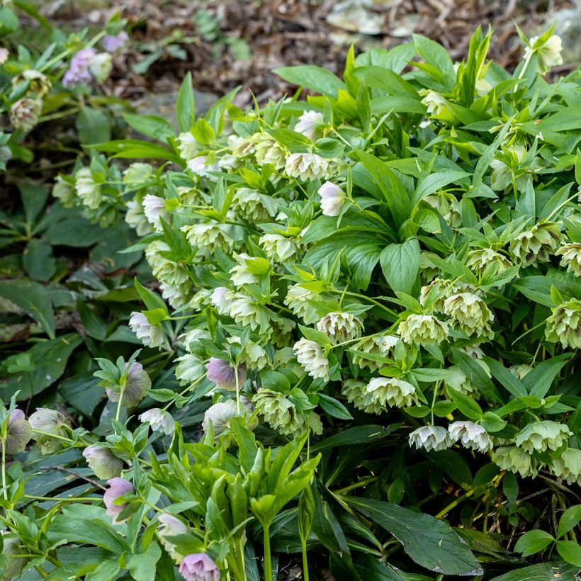 Helleborus Double Green Spotted - Elleboro (Porto)