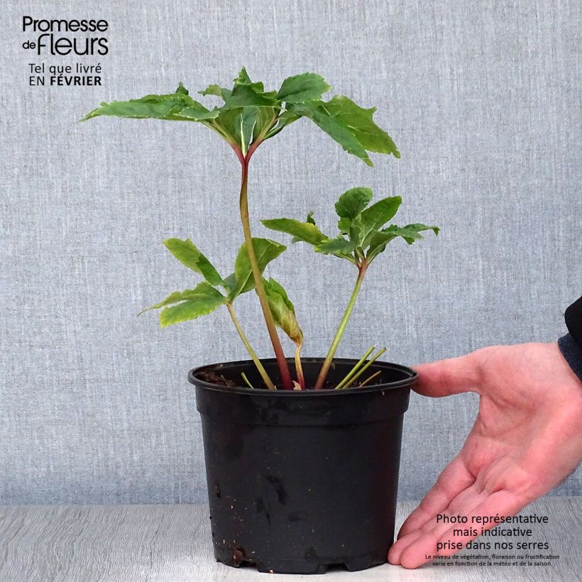 Helleborus Double Yellow Spotted - Elleboro Vaso da 2L/3L esemplare consegnato in inverno