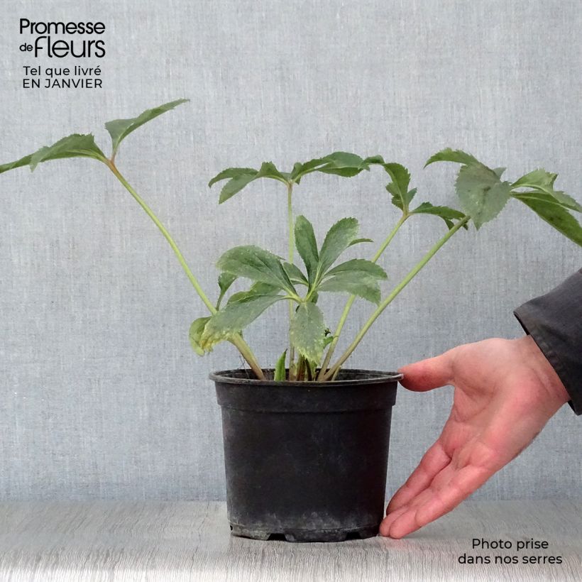 Helleborus Yellow - Elleboro Vaso da 2L/3L esemplare consegnato in inverno