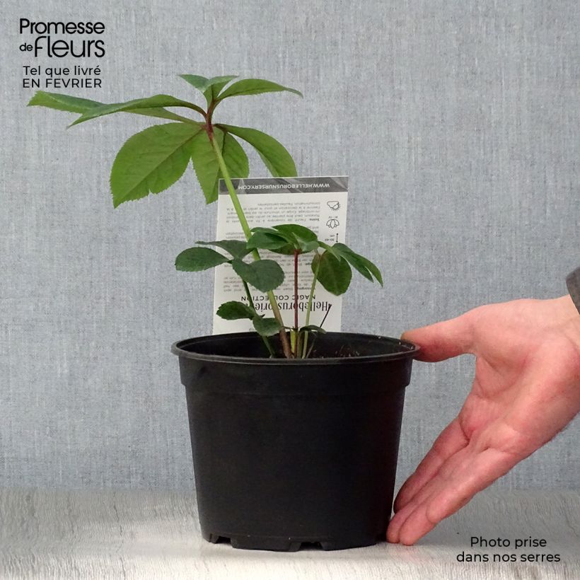 Helleborus Magic Aubergine Liseré - Elleboro Vaso da 2L/3L esemplare consegnato in inverno