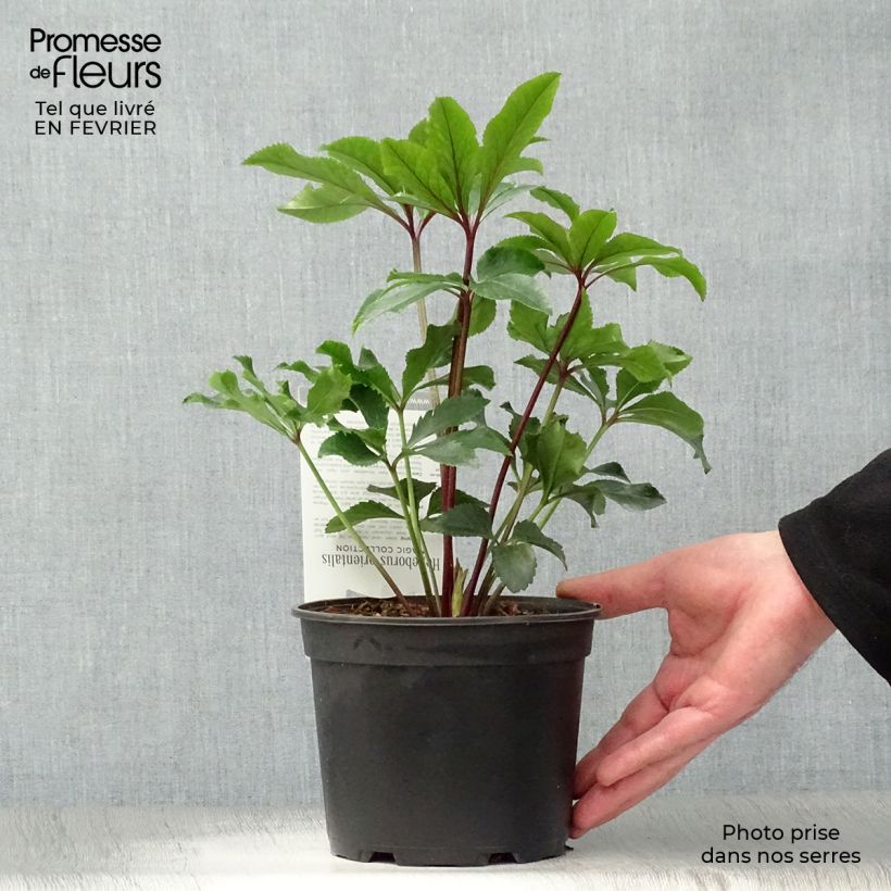 Helleborus Magic Double Red - Elleboro Vaso da 2L/3L esemplare consegnato in inverno