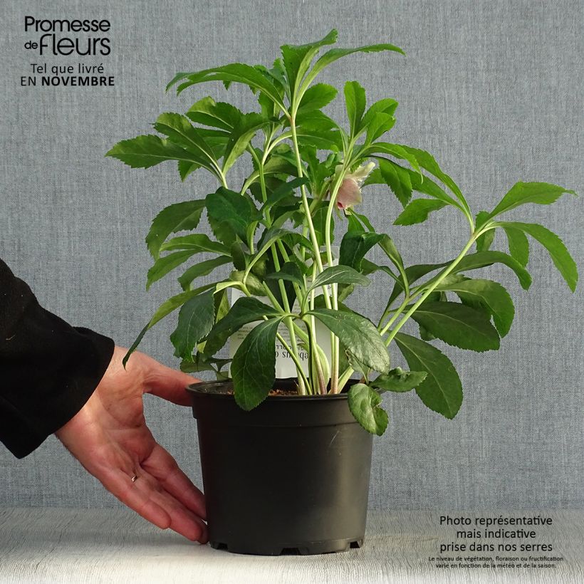 Esemplare di Helleborus Magic Double Red - Elleboro Vaso da 2L/3L come consegnato in autunno