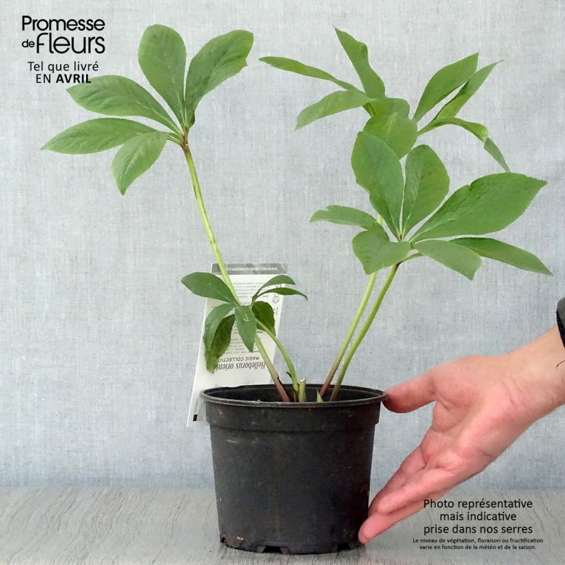 Helleborus Magic Double Rose - Elleboro Vaso da 2L/3L esemplare consegnato in primavera