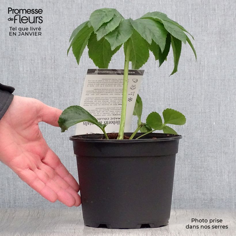 Helleborus Magic Red - Elleboro Vaso da 2L/3L esemplare consegnato in inverno