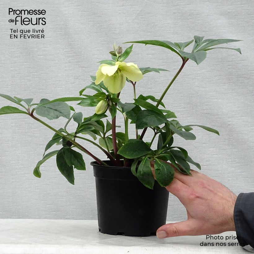 Helleborus Peach with Dark Center - Elleboro Vaso da 2L/3L esemplare consegnato in inverno