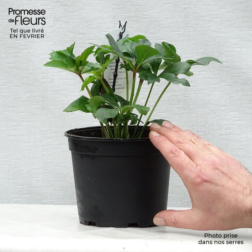 Helleborus Pink - Elleboro Vaso da 2L/3L esemplare consegnato in inverno