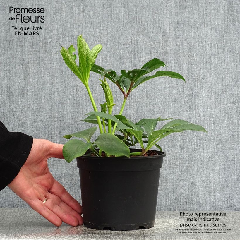 Helleborus Pink - Elleboro Vaso da 2L/3L esemplare consegnato in primavera