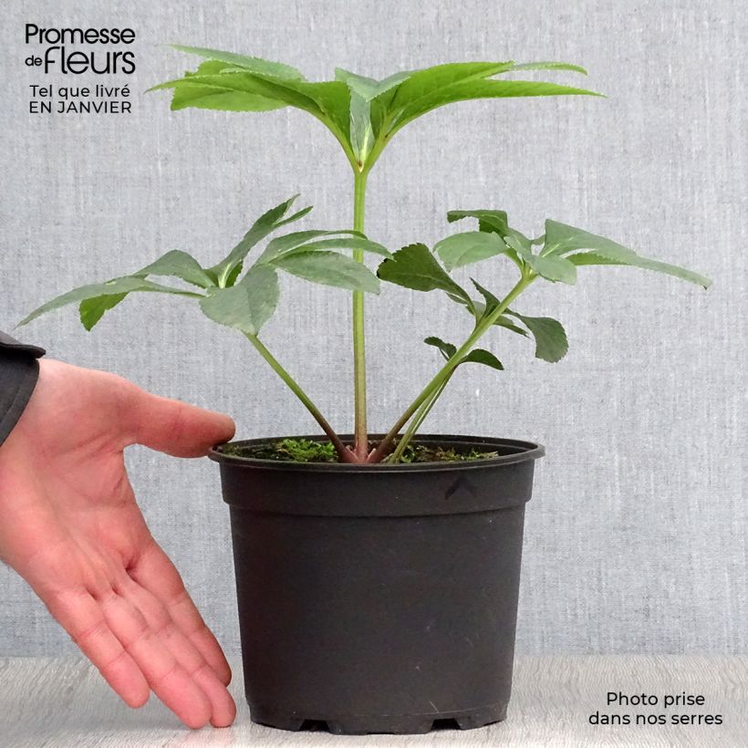 Helleborus Pink Green Centre - Elleboro Vaso da 2L/3L esemplare consegnato in inverno