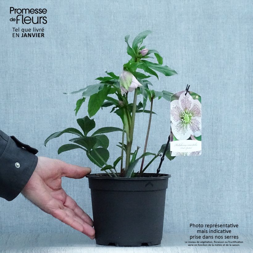 Helleborus Pink Spotted - Elleboro Vaso da 2L/3L esemplare consegnato in inverno