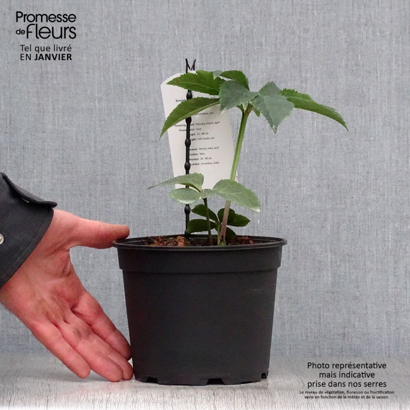 Helleborus Slaty Blue - Elleboro Vaso da 2L/3L esemplare consegnato in inverno