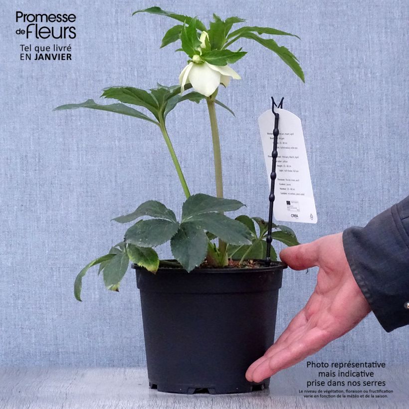 Helleborus Super Yellow - Elleboro Vaso da 2L/3L esemplare consegnato in inverno