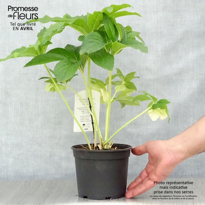 Helleborus Super Yellow - Elleboro Vaso da 2L/3L esemplare consegnato in primavera