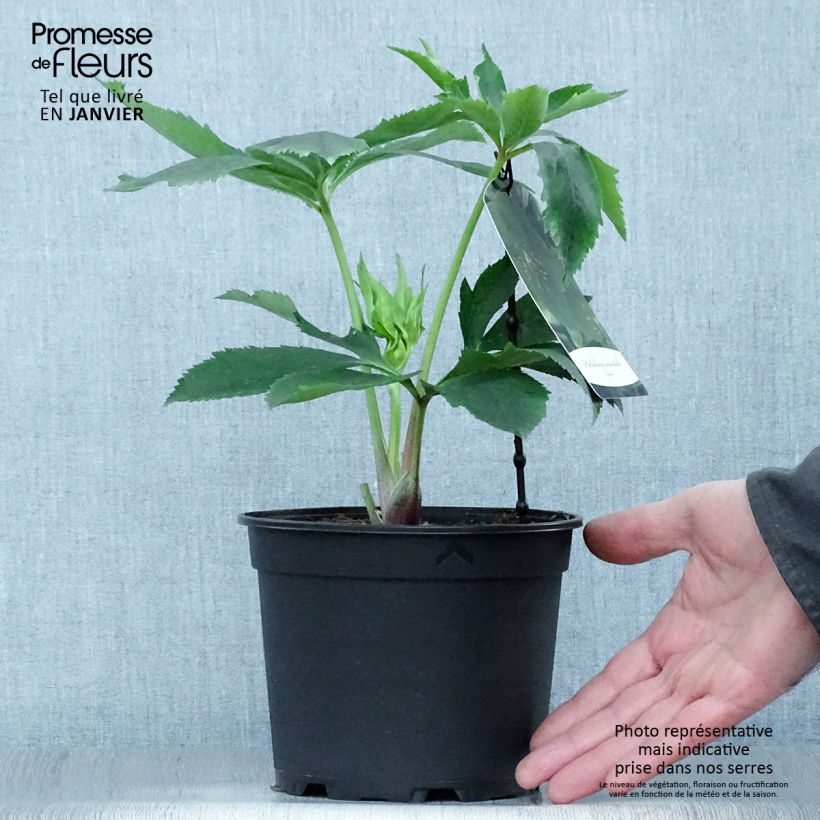 Helleborus Green-flowered - Elleboro Vaso da 2L/3L esemplare consegnato in inverno