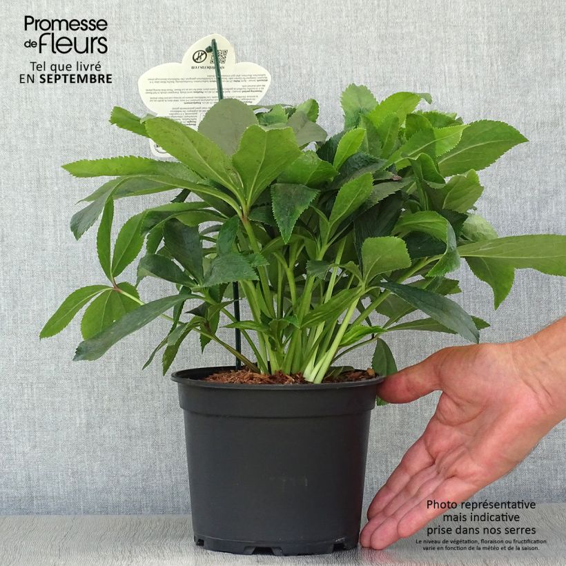 Esemplare di Helleborus ViV Alessia - Elleboro Vaso da 2L/3L come consegnato in autunno