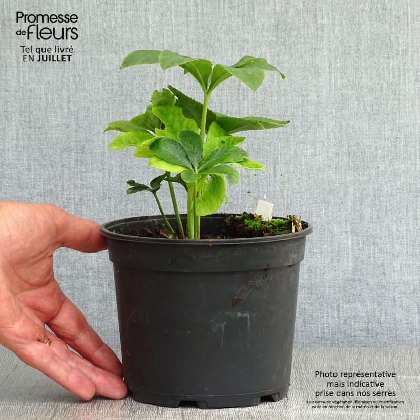 Esemplare di Helleborus ViV Ariana - Elleboro Vaso da 2L/3L consegnato in estate