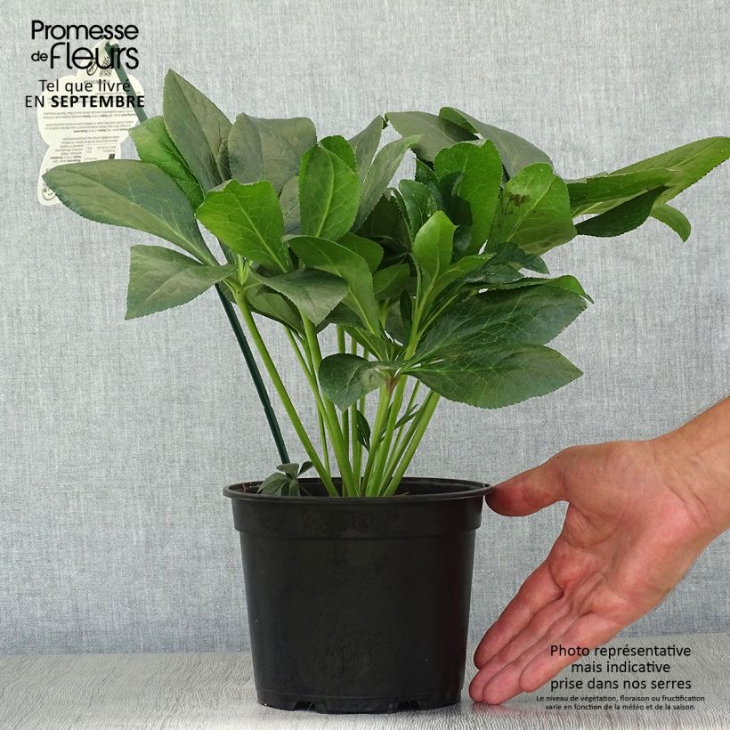 Esemplare di Helleborus ViV Batista - Elleboro Vaso da 2L/3L come consegnato in autunno