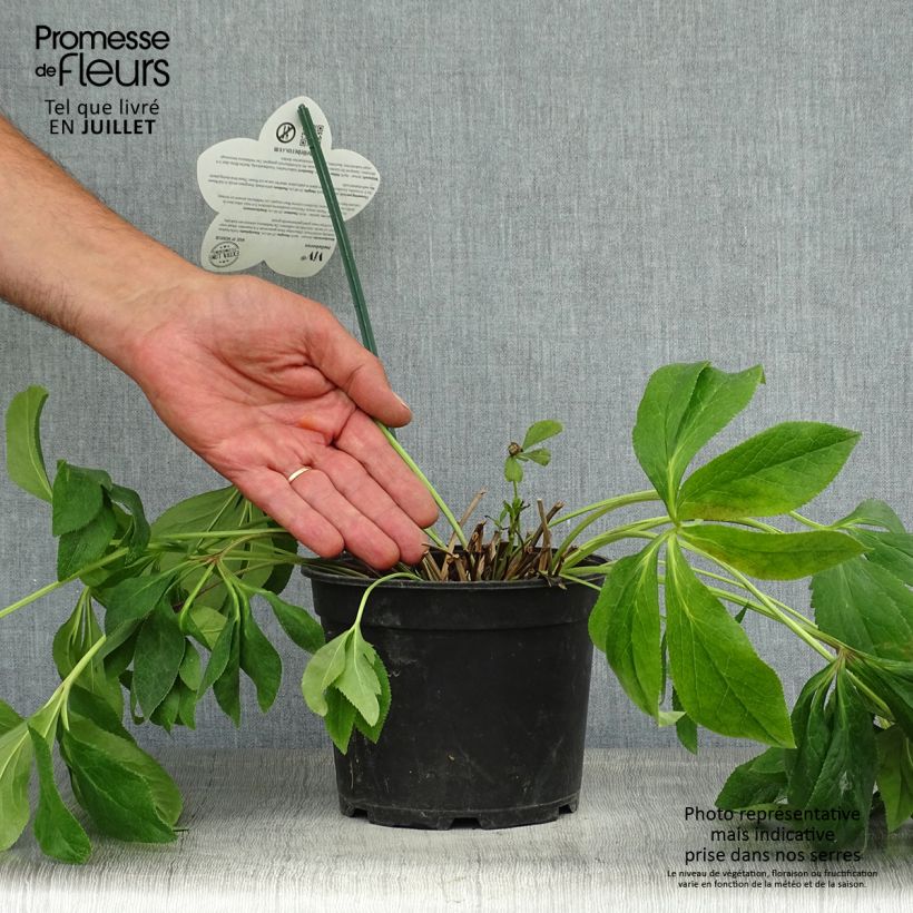 Esemplare di Helleborus ViV Batista - Elleboro Vaso da 2L/3L consegnato in estate