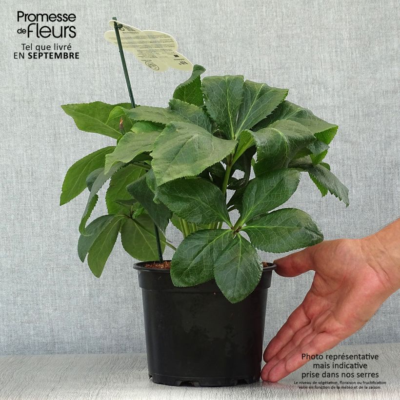 Esemplare di Helleborus ViV Benedetta - Elleboro Vaso da 2L/3L come consegnato in autunno