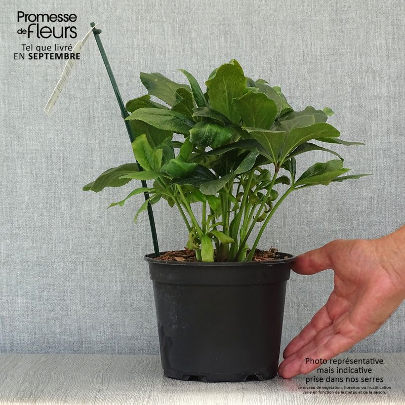 Esemplare di Helleborus ViV Carlotta - Elleboro Vaso da 2L/3L come consegnato in autunno