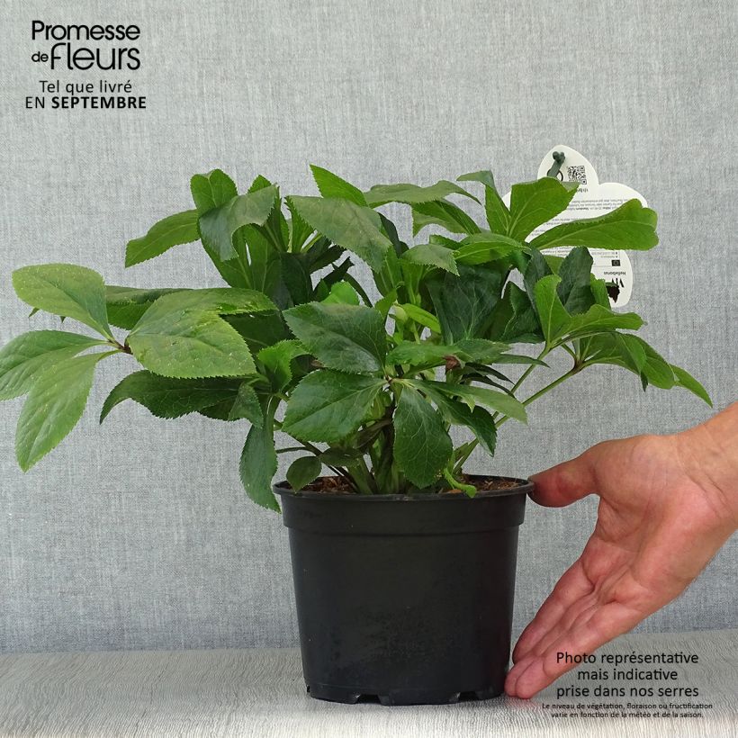 Esemplare di Helleborus ViV Celestina - Elleboro Vaso da 2L/3L come consegnato in autunno