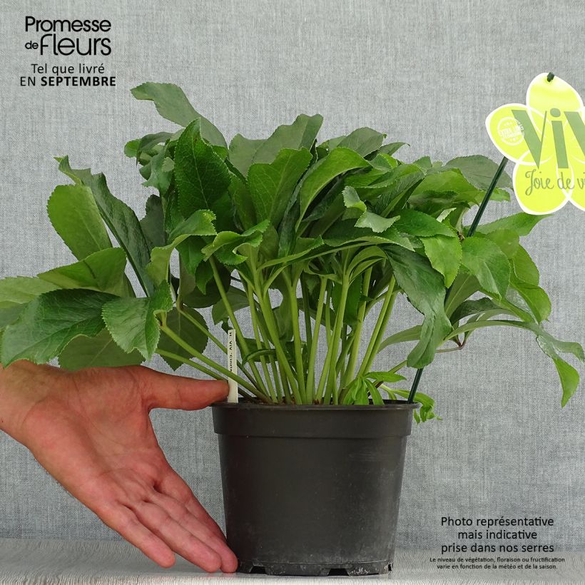 Esemplare di Helleborus ViV Cinzia - Elleboro Vaso da 2L/3L come consegnato in autunno
