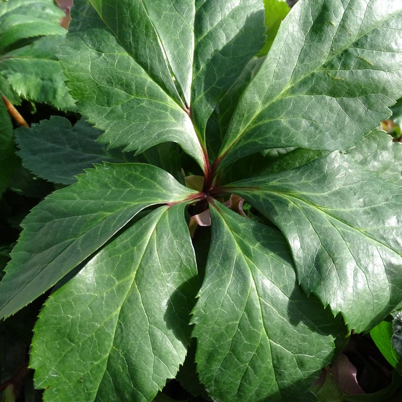 Helleborus orientalis ViV Diana - Elleboro orientale (Fogliame)
