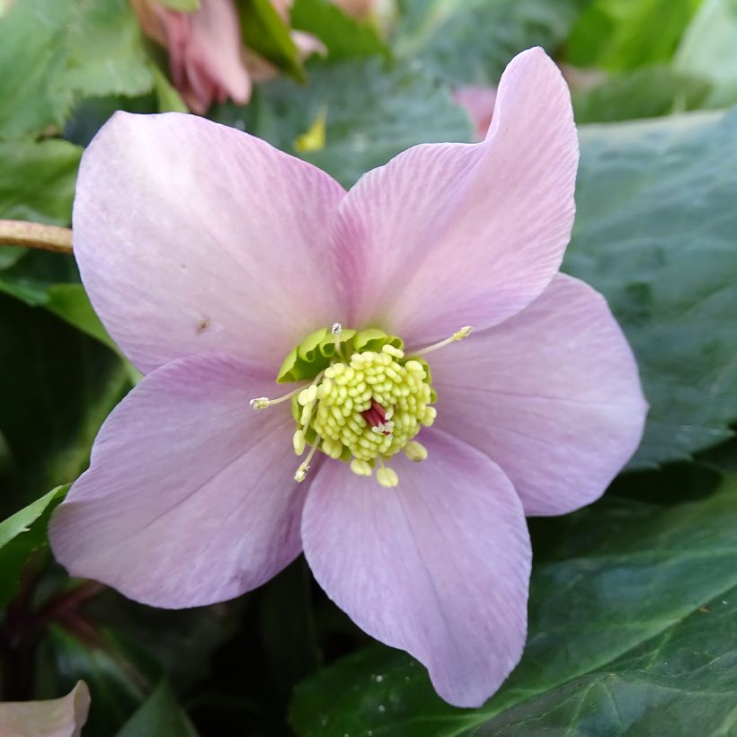 Helleborus orientalis ViV Diana - Elleboro orientale (Fioritura)