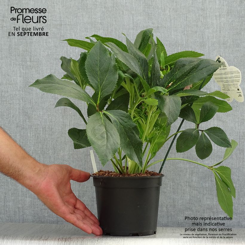 Esemplare di Helleborus ViV Elena - Elleboro Vaso da 2L/3L come consegnato in autunno
