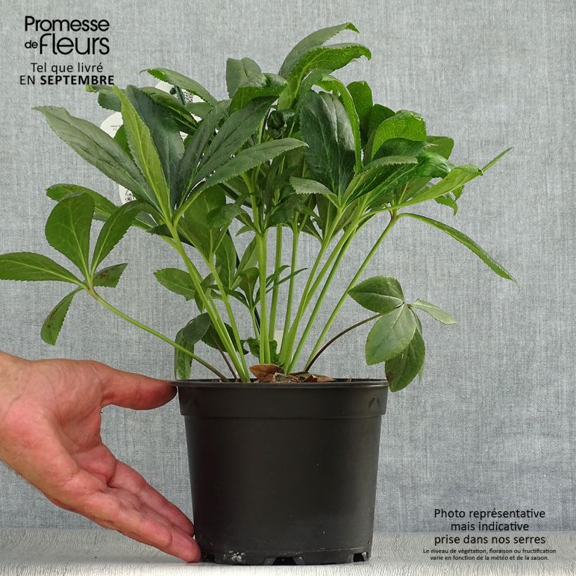 Esemplare di Helleborus ViV Eloisa - Elleboro Vaso da 2L/3L come consegnato in autunno